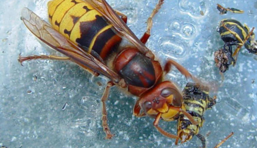 A vespa asiática unha ameaza invasora (Charla)